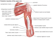 Rotator cuff muscles