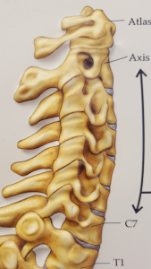 illustration of neck vertebrae